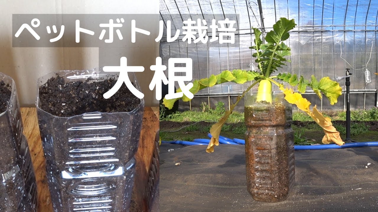 大根のペットボトル栽培