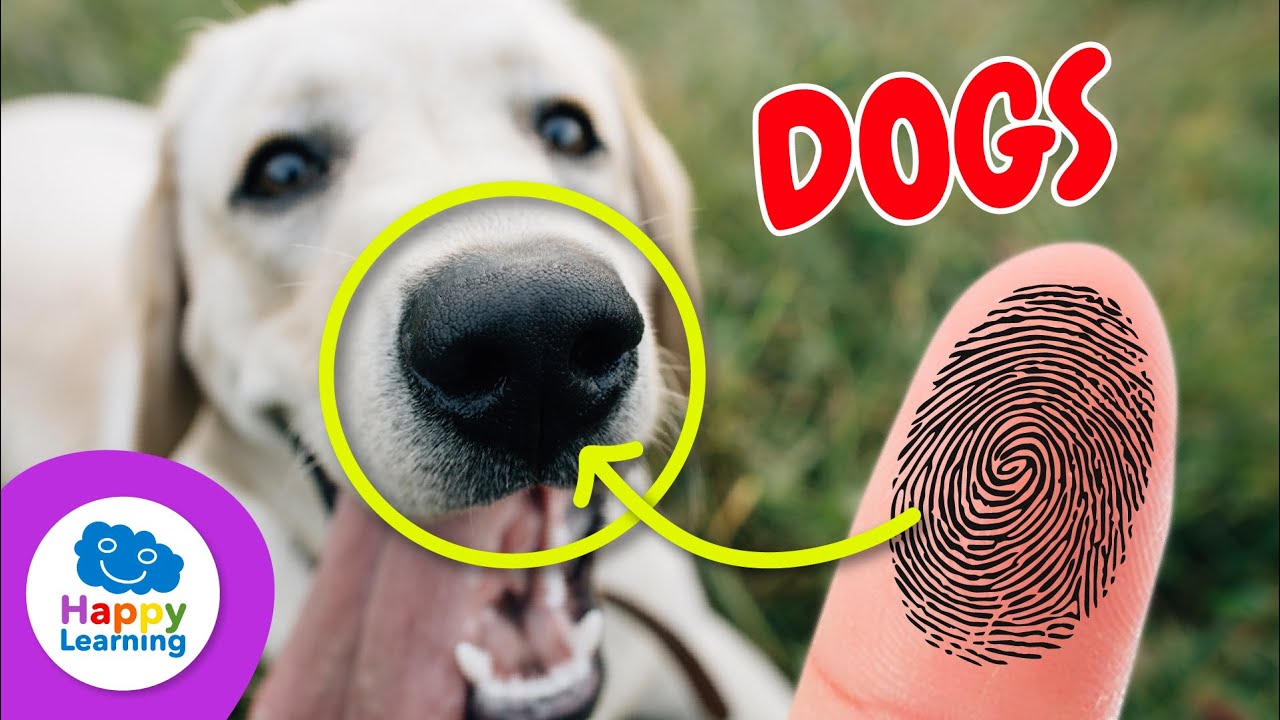 Top 5 CURIOSITIES ABOUT DOGS | Educational Videos for Children- Happy Learning