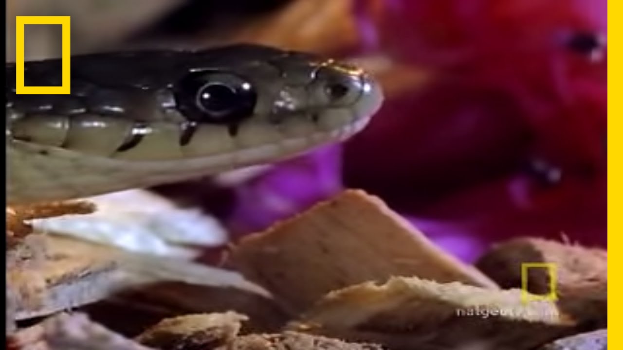 Animals Attack: Shrew vs. Snake | National Geographic