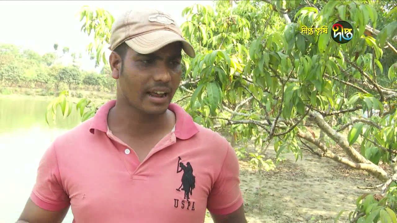 Deepto Krishi/দীপ্ত কৃষি - খামার বাড়ীতে ফল ও মাছ চাষ/সিলেট,পর্ব ১৯৫