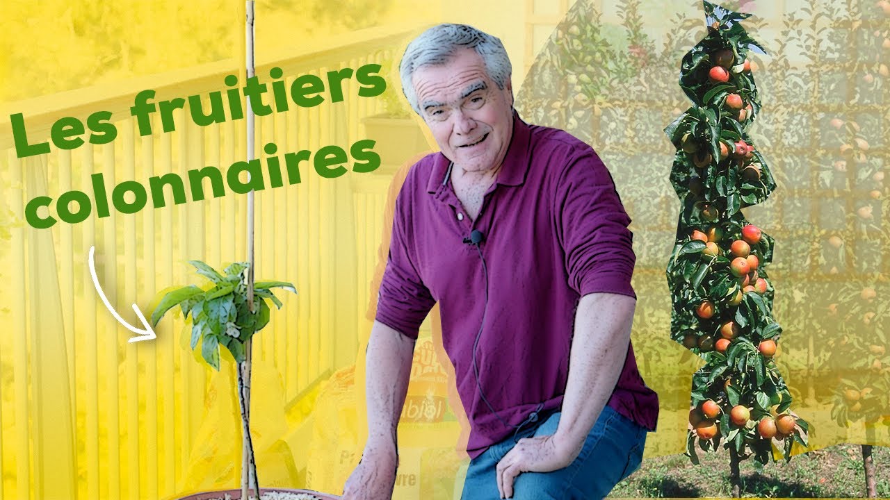 Les fruitiers colonnaires, ou comment avoir un verger sur un balcon, ou sur un espace réduit ?