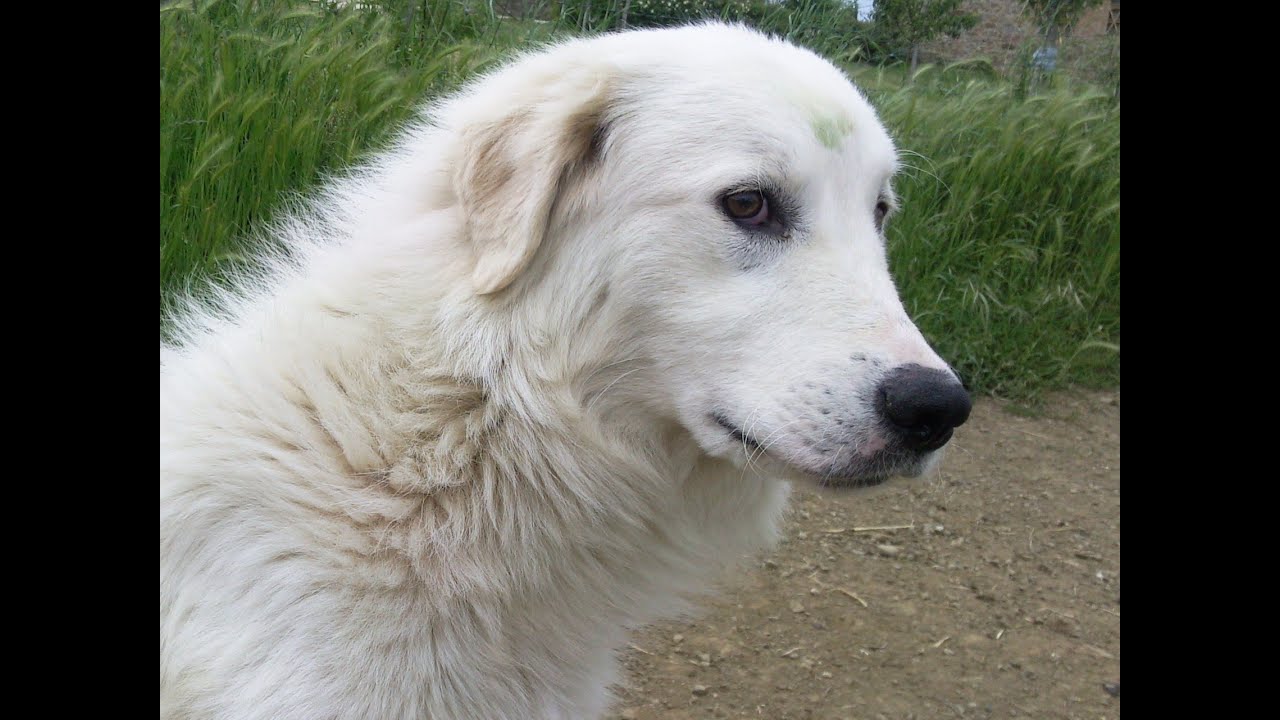 Pastor de Maremma  (Maremmano Abrucense) Raza de Perro