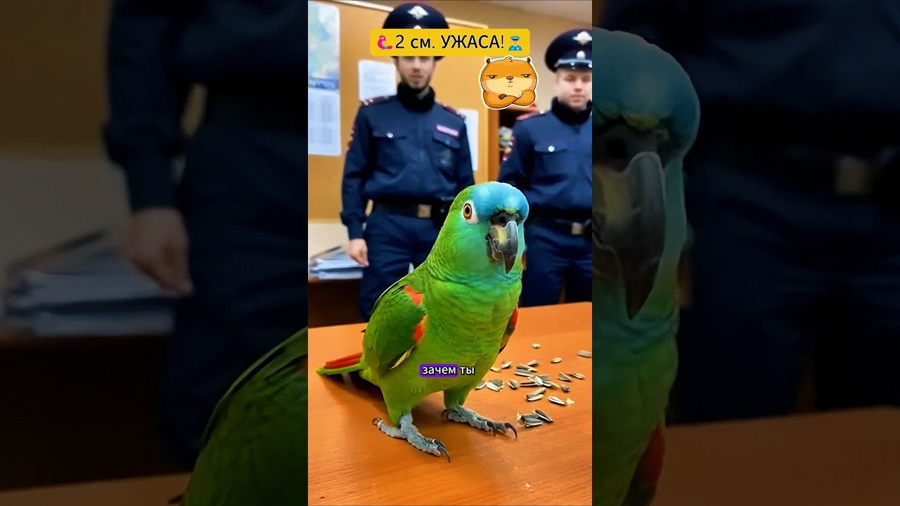 Зачем ты вызвал подкрепление?🦜🐹 #юмор #смех #viral #funny #попугай