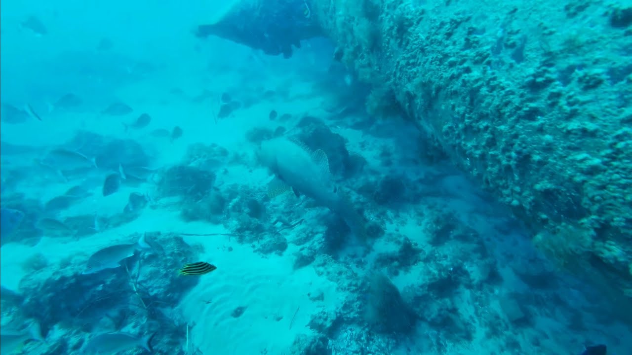 DIVING at The Spit | Into the Depths