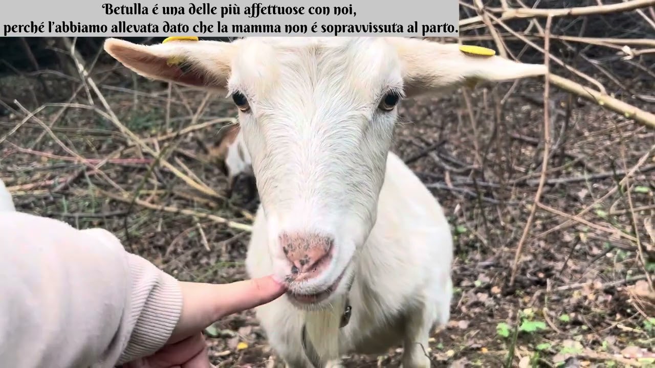 Alle 16:30 tutti a nanna! E se piove? Gnocchi e ceramica! Vlog!campagnolo