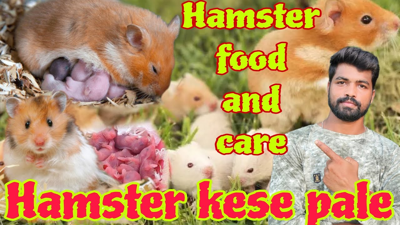 Hamster Food And Care Pahli Bar Hamster Kaise Pale Setting Up A Naturalistic Hamster cage and setup