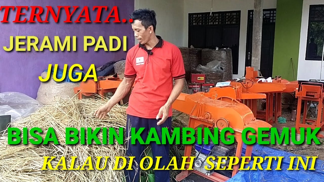 Cara Membuat Pakan Permentasi Jerami Agar Nutrisinya Meningkat