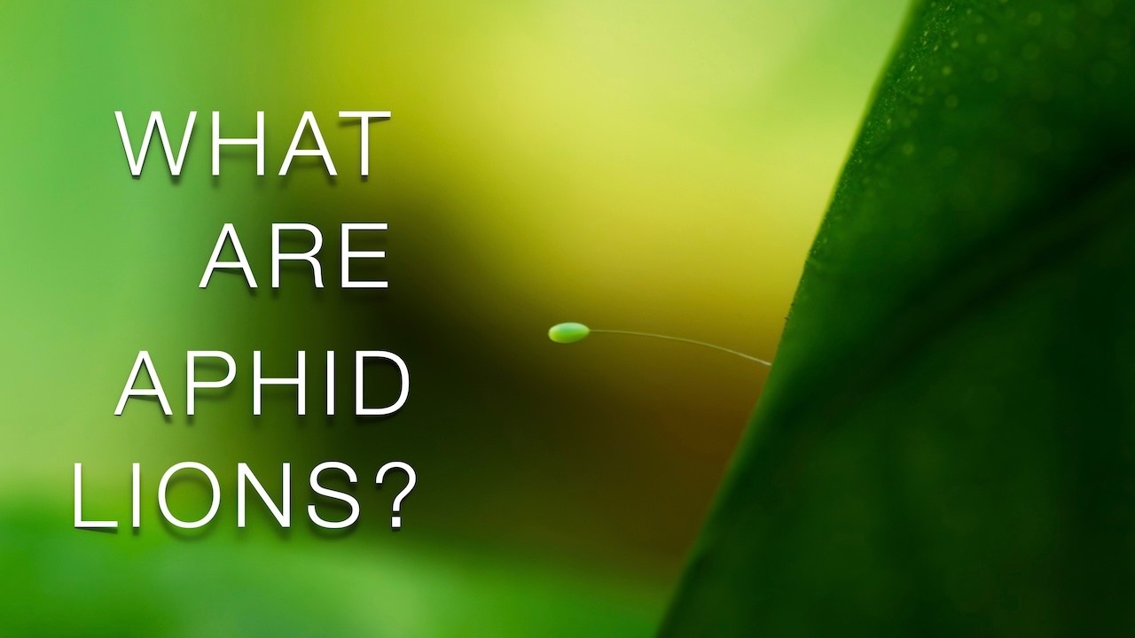 Aphid Lions