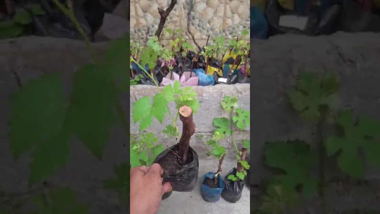8pcs brazilian hybrid grapes rooted.very eatablished .pm is the key.09478154699.jon jon sanchez