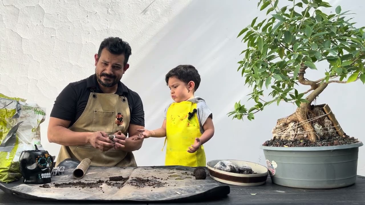 Cómo hacer acodo aéreo Bonsai y terapia - mi hijo y su bonsai