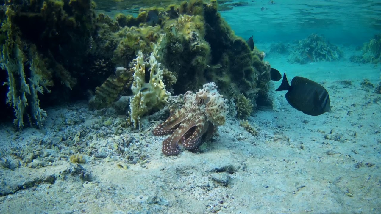 Octopus hunting and changing color and texture - Egypt - Jaz Grand Marsa