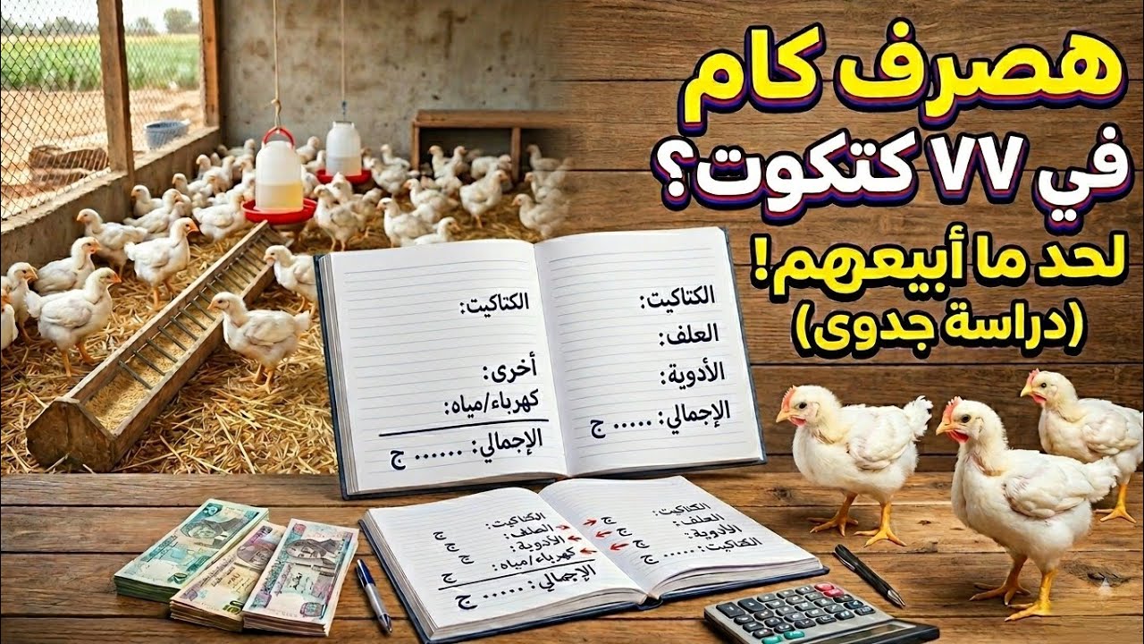 مصاريف ٧٧ كتكوت من اول يوم لحد البيع بالورقة والقلم 💵📝ادعولي ربنا يعديها علي خير🤲