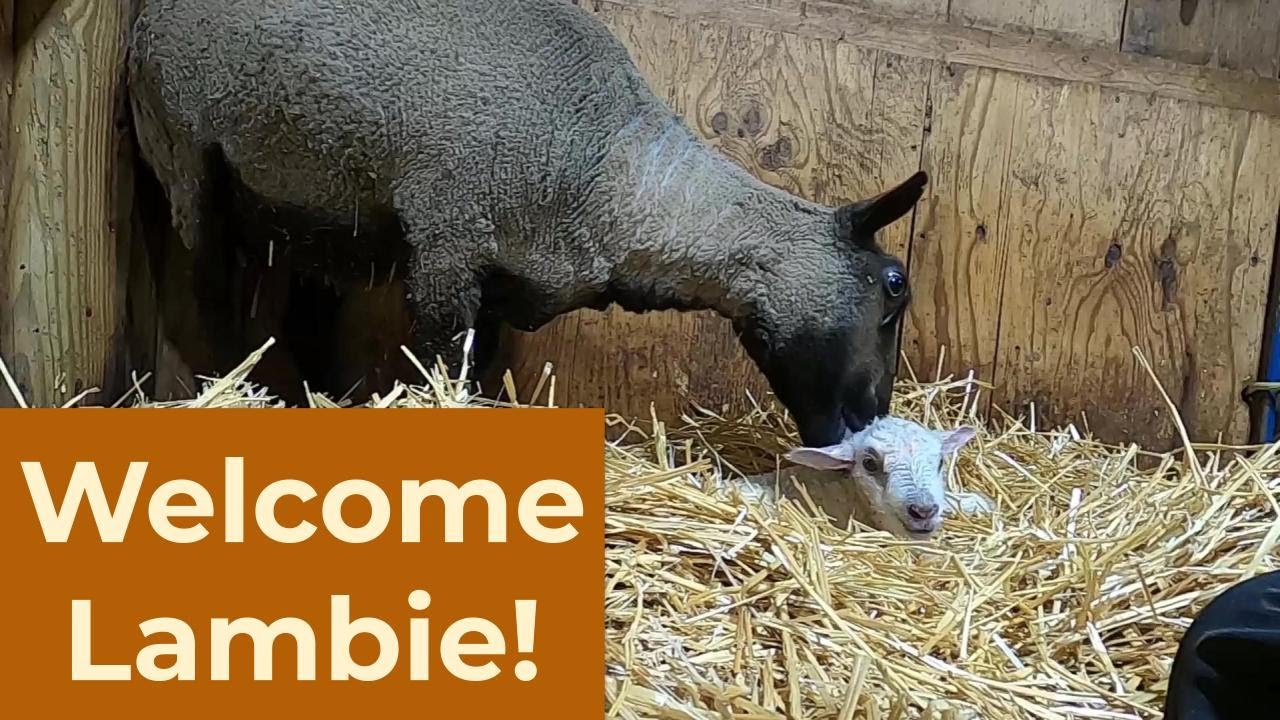 New lamb!  And a ewe is loose!  Juliette escapes her pen while I miraculously keep my cool. - 120