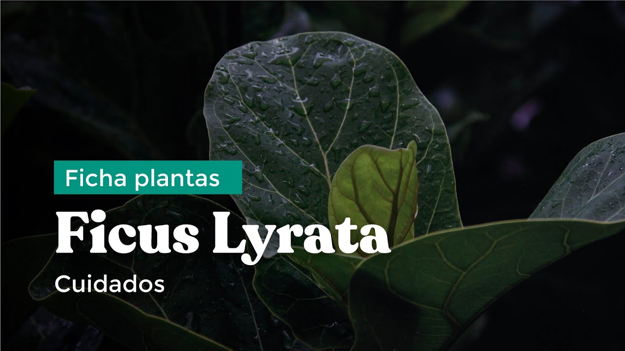 Cómo cuidar tu Ficus Lyrata