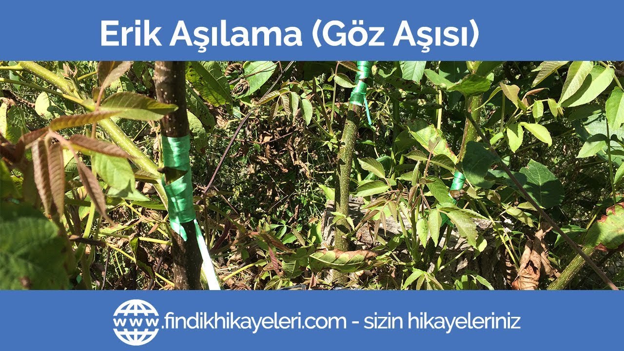Erik Aşılama (Göz Aşısı Yöntemi İle)