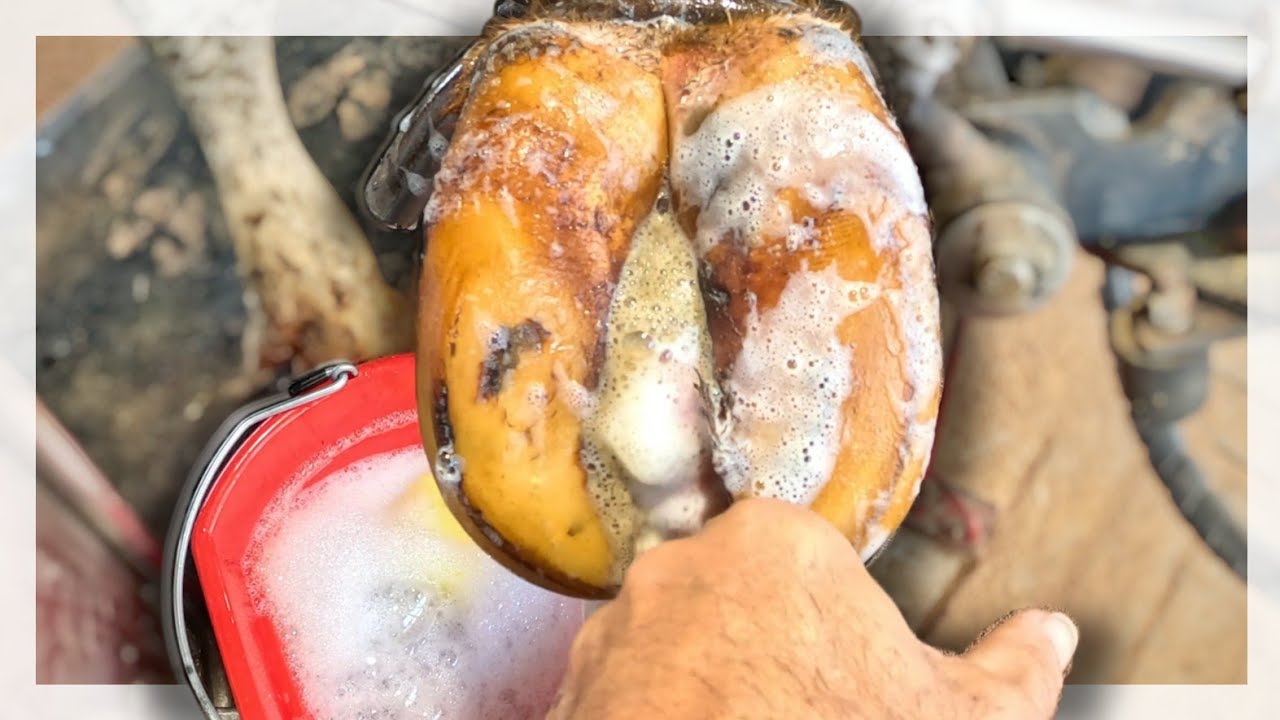 Hoof Cleaning ASMR