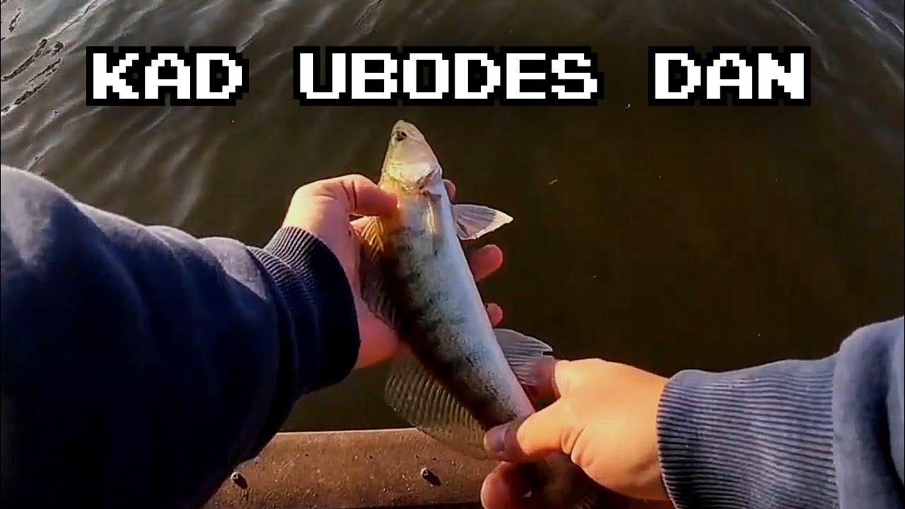 Pecanje Smudja na DTD Kanalu #jigging #zander