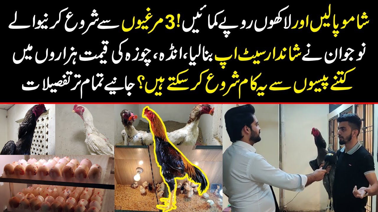 Shamo Palian Aur Lakhon Rupay Kamayen | Shamo Chicken Farming Business | Public Digital Exclusive