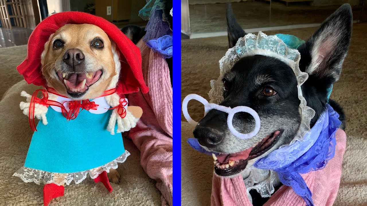DIY Dog Costume