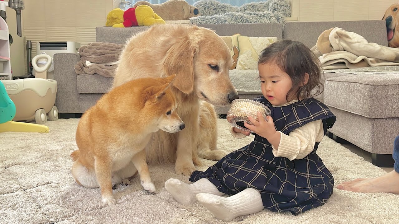 1歳児からバレンタインのプレゼントを貰うと嬉しそうにする豆柴とゴールデンレトリバーが可愛すぎました...
