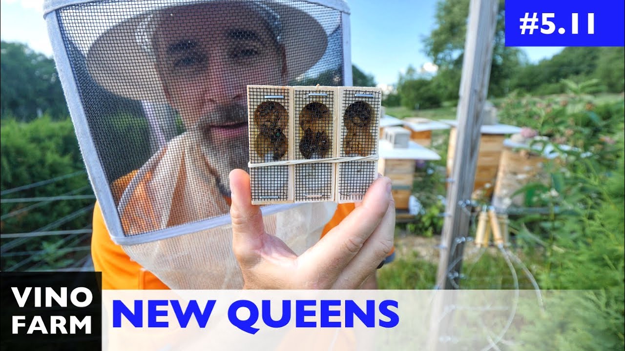 Queen Problems? New Queens Introduced! (And More Problems...)