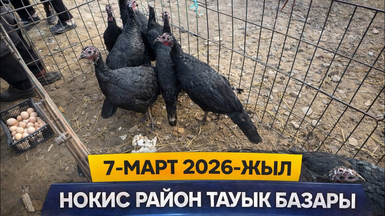 7-МАРТ НОКИС РАЙОН ТАУЫК БАЗАР БАХАЛАРЫ 