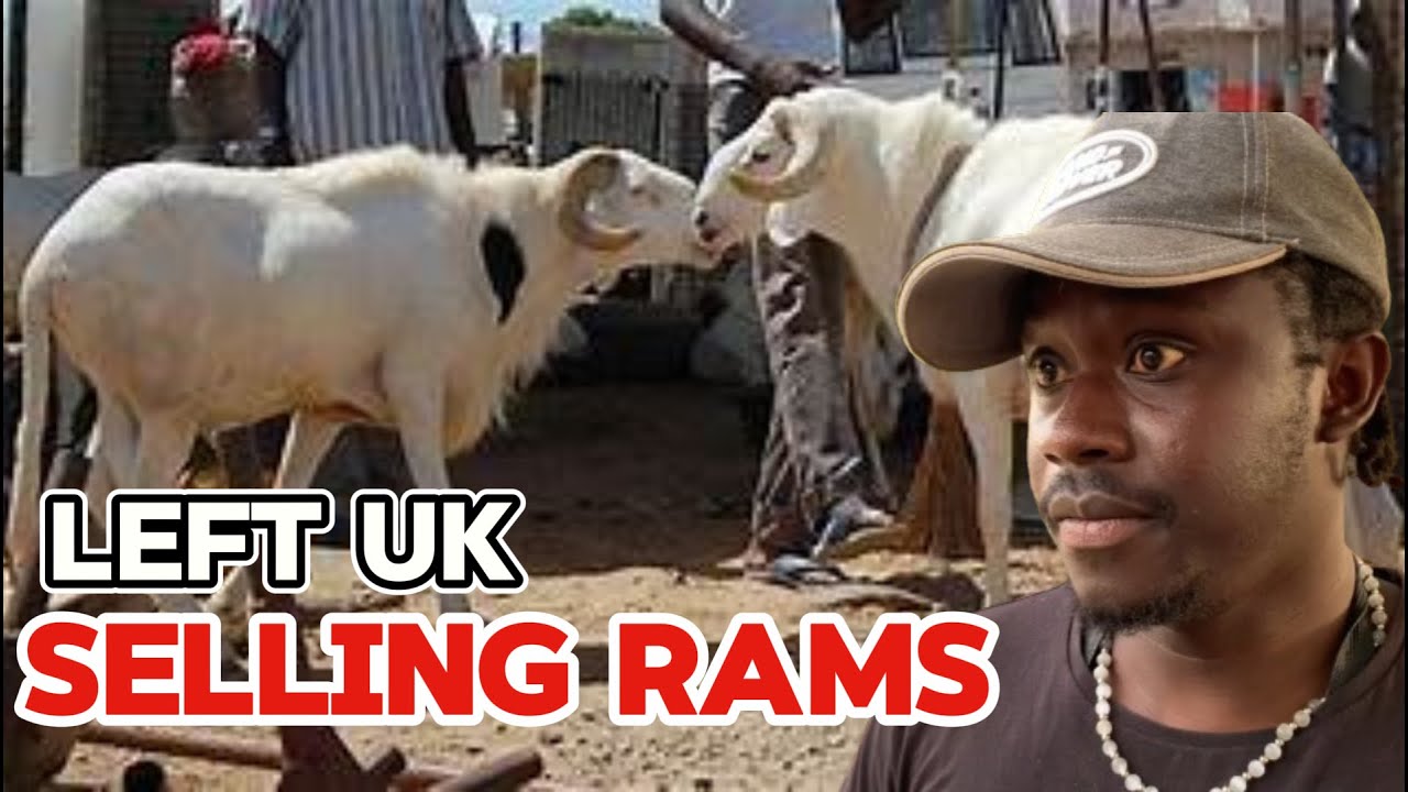 Left UK to Sell Tobaski Rams In The Gambia