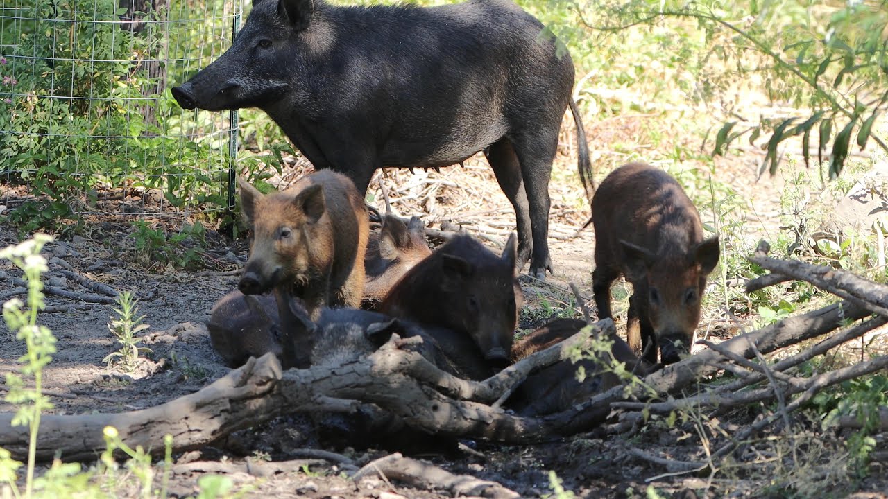 Wild pig family taking bath on a hot day
