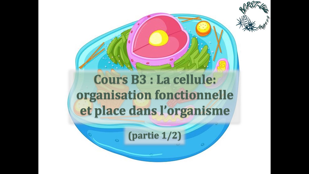 Cours B3 : La cellule (1/2): membrane plasmique et matrice extracellulaire (MEC)