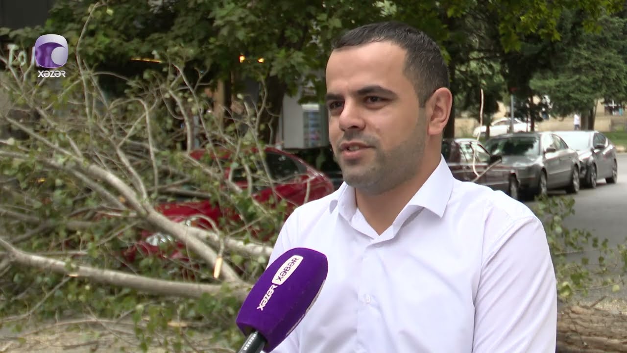 Bakıda ağac avtomobillərin üzərinə aşıb