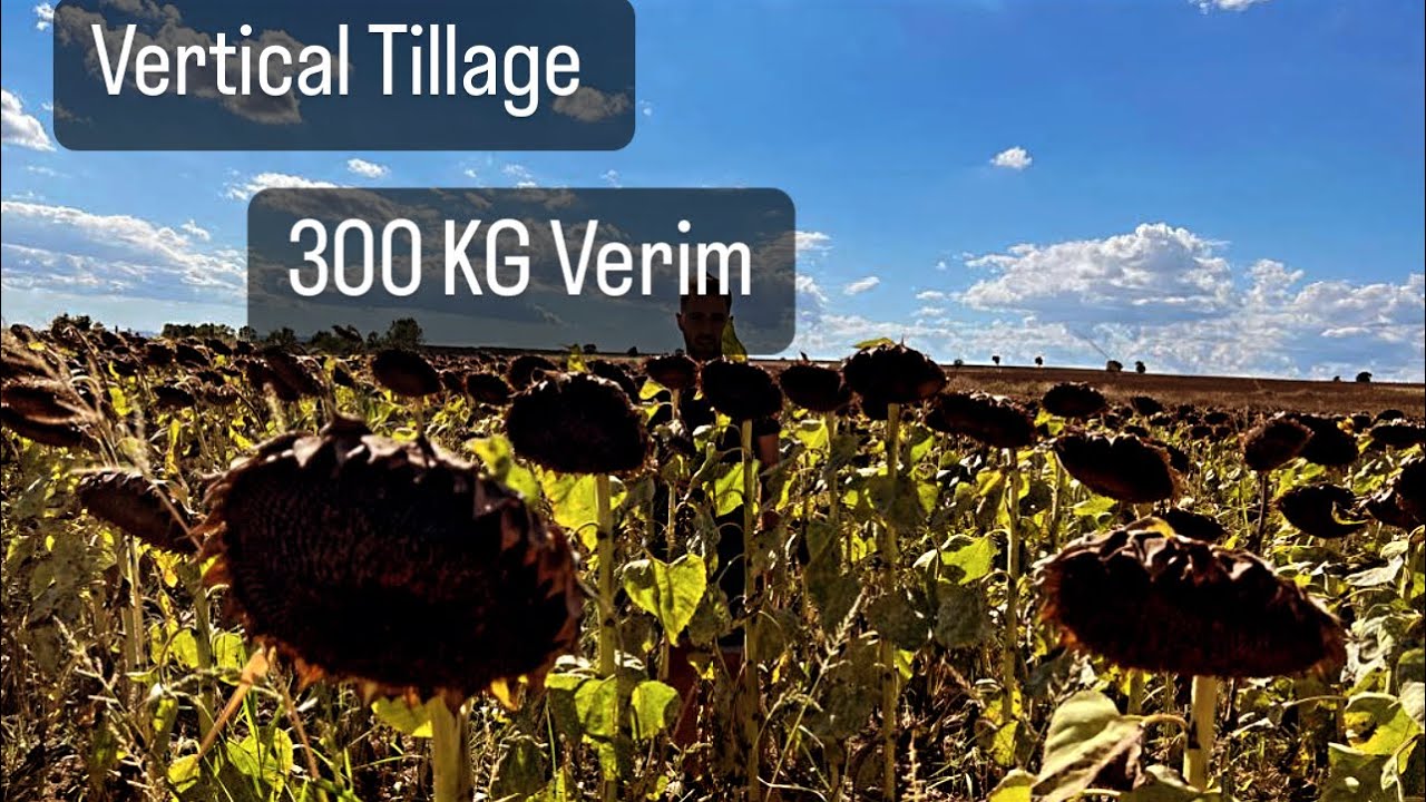 John Deere ile Goble Çekimi | Vertical Tillage | Çeltik Yerinden 300 Kg Ayçiçeği