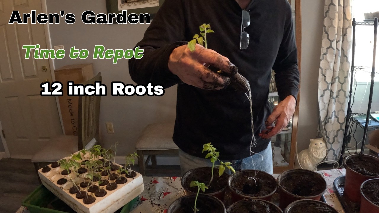#89  30 day Tomato Update: Repotting Strong Seedlings with 12” Roots!