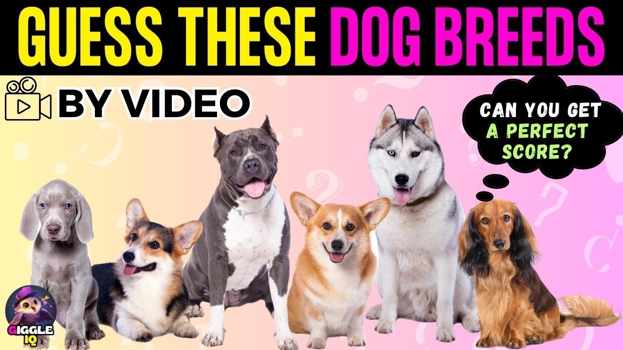 Guess the Dog BY VIDEO - Dog Breed Quiz