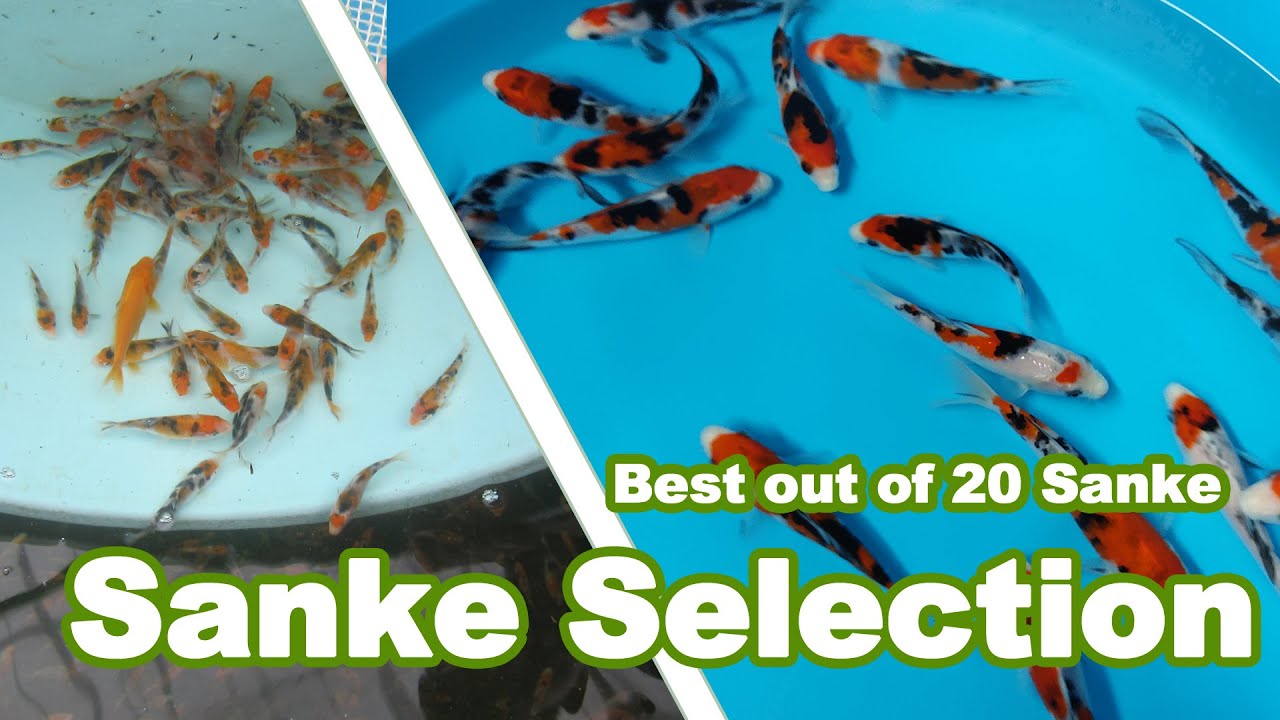 Лучший из 20 видов рыб Sanke KOI FISH
