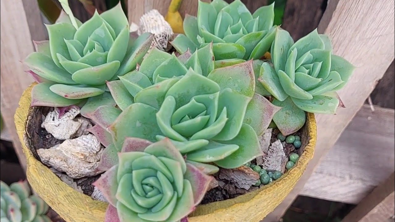 Como cultivar a suculenta JADEITA.  Resultado das minhas experi&ecirc;ncias.