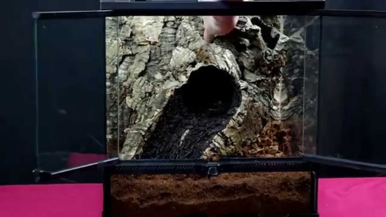 Enclosure steup for Nhandu. Terrarium dla N. chromatus