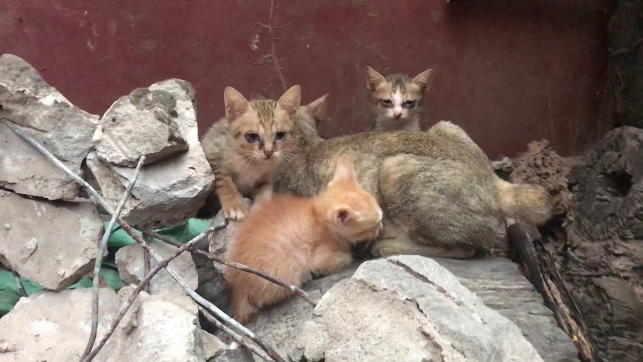 poor kitten hide in hole tree