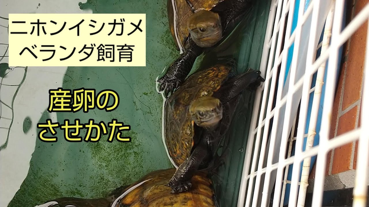 【ニホンイシガメ】ベランダ飼育～産卵のさせかた～