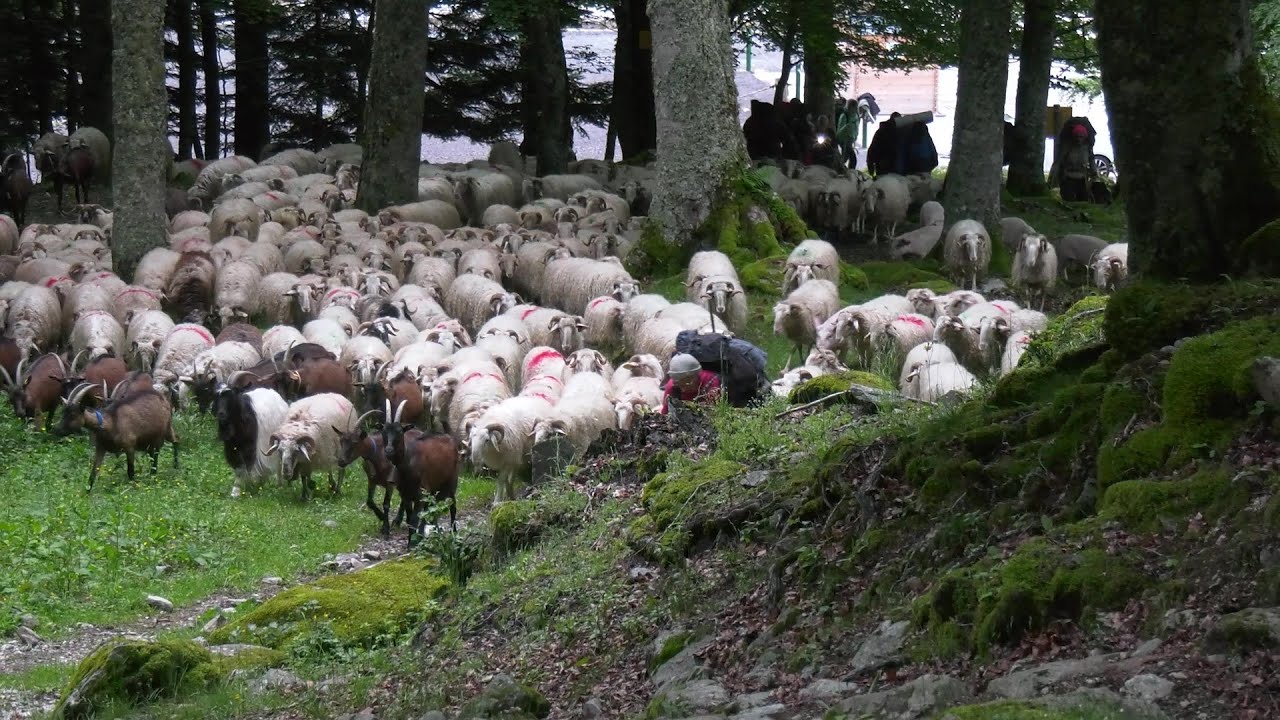 FILM TRANSHUMANCE 2024