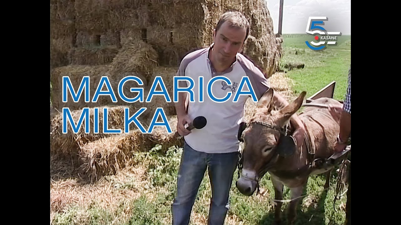 Sama nosi mleko u mlekaru - magarica Milka
