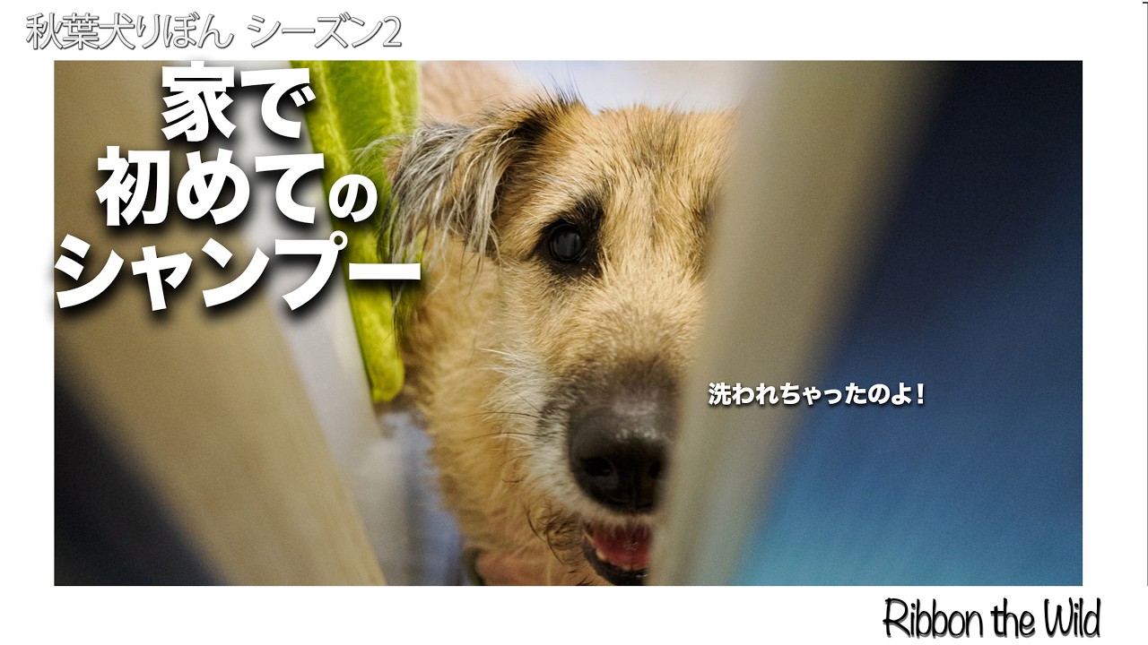 元野犬が家で初シャンプーに挑む_秋葉犬りぼん