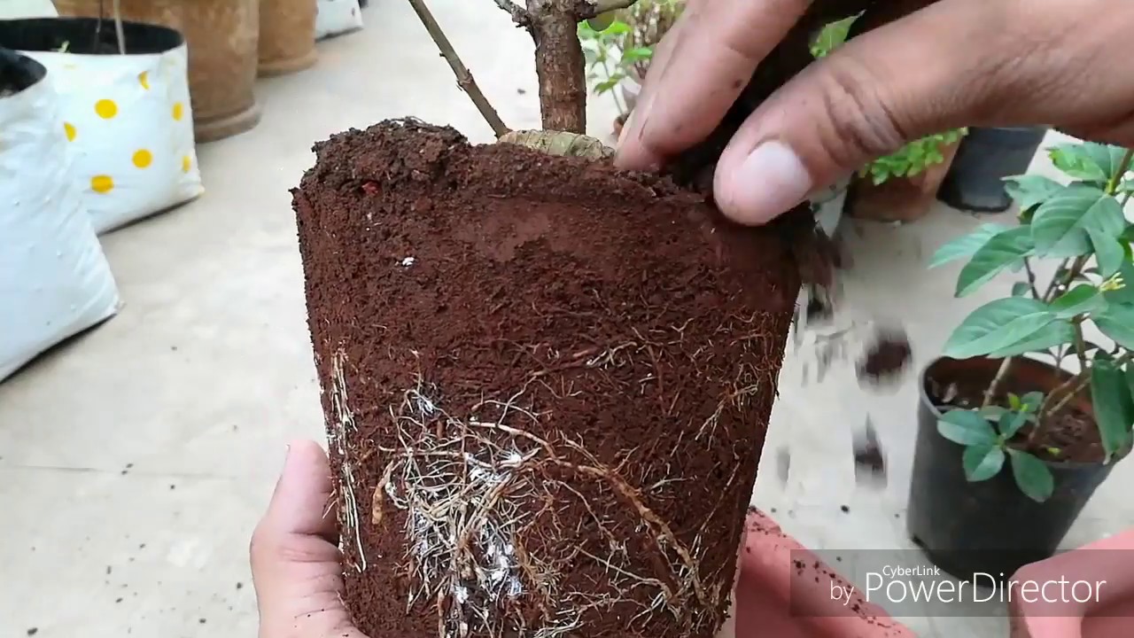 How and when to repot Gardenia(Ghandhraj) Plant