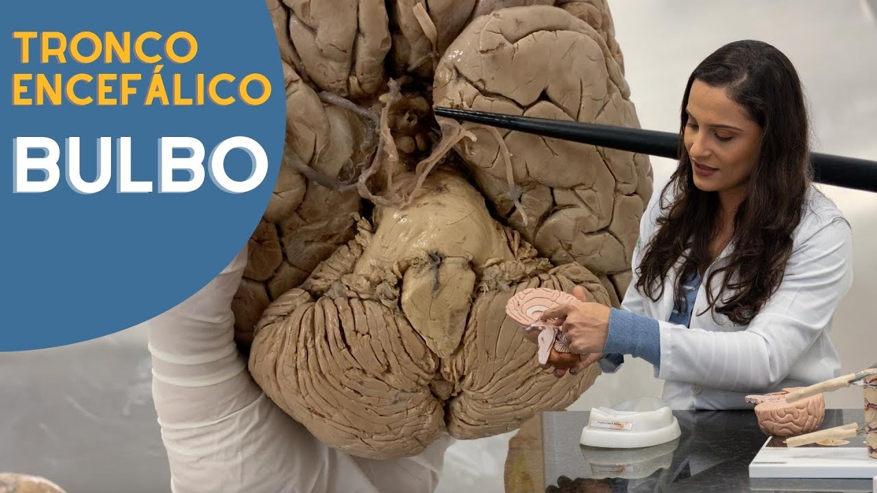 Tronco Encefálico: BULBO