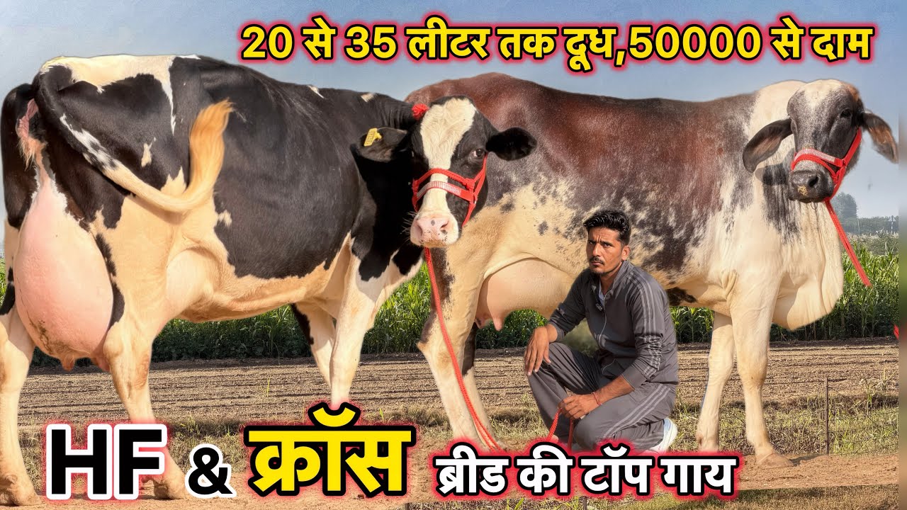 20 से 35 लीटर तक दूध,5 गाय बिकाऊ👌HF और क्रॉस ब्रीड की टॉप गाय👌Top Hf & Cross Breed Cows For Sale 