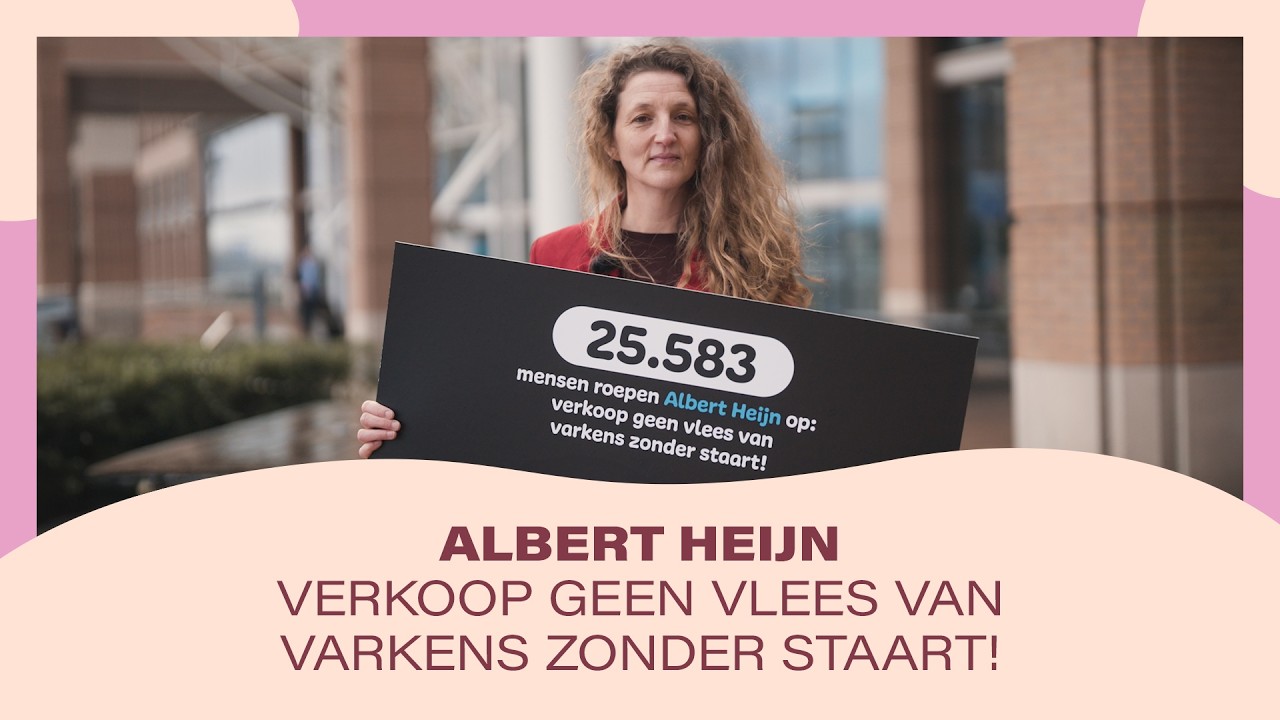 25.583 mensen roepen op: Albert Heijn verkoop geen vlees van varkens zonder staart!