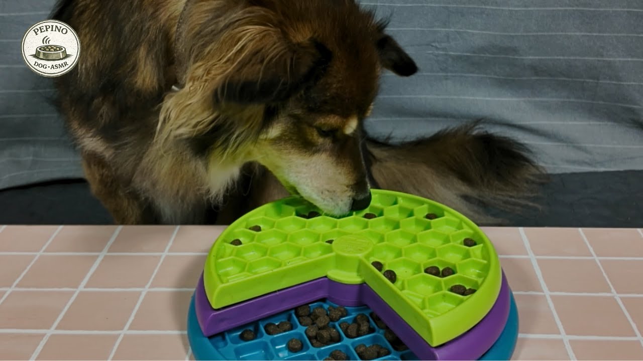 Dog Toy ASMR | Lickin’ Layers Puzzle with Dry Food Sounds