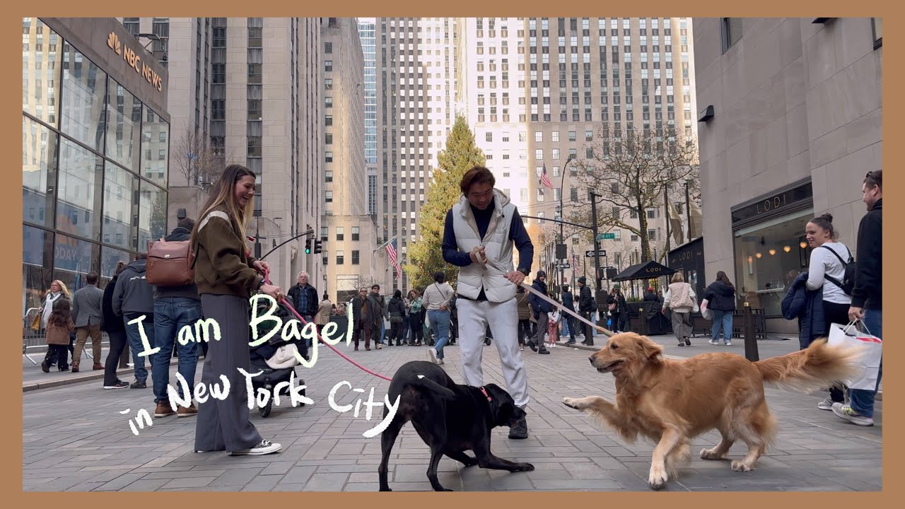 [Part. 2] Introducing the Best Bagel in NYC! Manhattan Golden Retriever