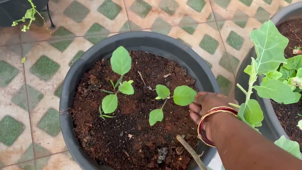 మన ఇంట్లో చేసిన ఎరువు తో …..#gardening #madgardener #viralvideo #gardeningtips 