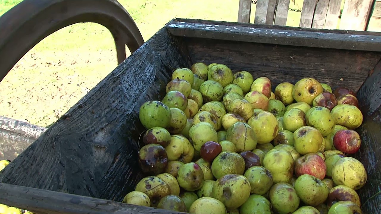 Le cidre fabrication artisanale MP4