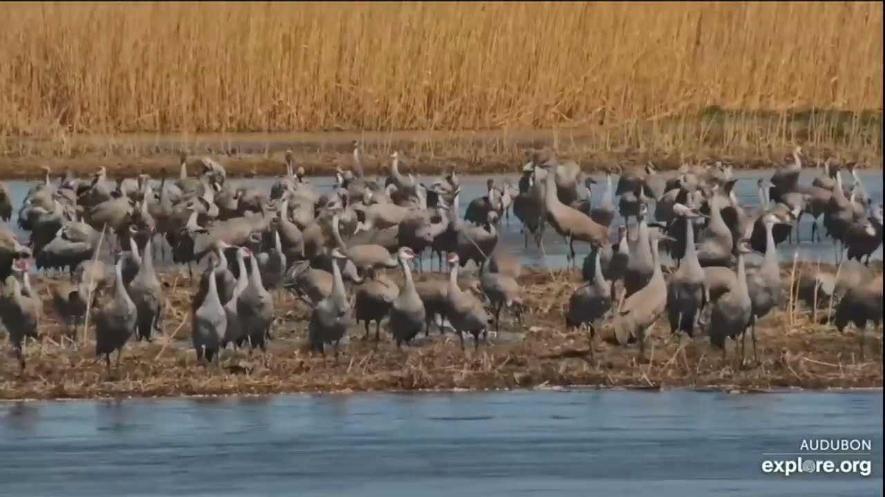 Peak Migration Magic! Sandhill Cranes Fill the Platte River | Audubon's Rowe Sanctuary Nebraska